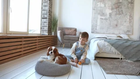 Cavalier King Charles Spaniel little poppy plays with a child Stock Footage 256608863