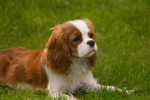 Cavalier King Charles Spaniel Lying in Grass Stock Photos