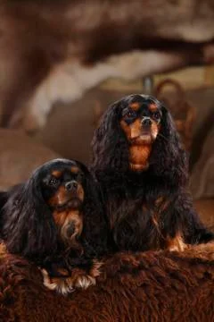 Cavalier King Charles Spaniel, pair, black-and-tan Fotos Stock