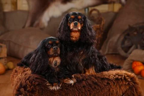 Cavalier King Charles Spaniel, pair, black-and-tan Fotos Stock