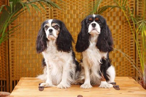 Cavalier King Charles Spaniel pair tricolour Fotos Stock
