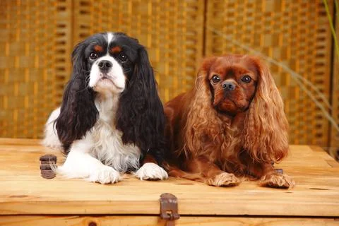 Cavalier King Charles Spaniel pair tricolour and ruby red Fotos Stock