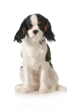 Cavalier king charles spaniel Stock Photos