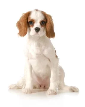 Cavalier king charles spaniel Stock Photos