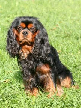 Cavalier King Charles Spaniel  Stock Photos