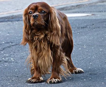 Cavalier king charles spaniel Stock Photos