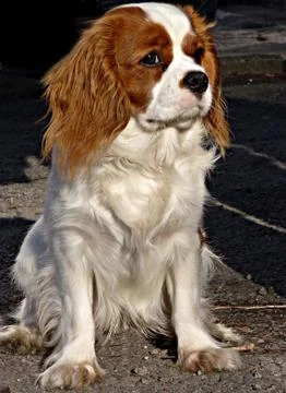 Cavalier king charles spaniel Stock Photos