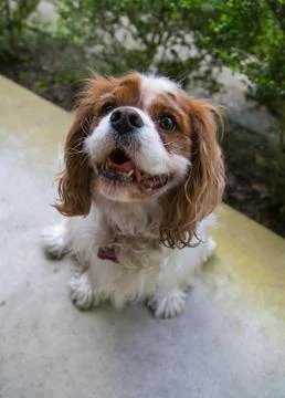 Cavalier King Charles Spaniel 스톡 사진