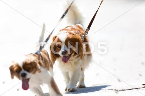 Cavalier King Charles Spaniel Stock Photos