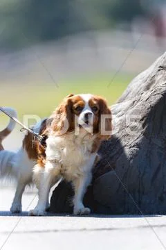 Cavalier King Charles Spaniel Stock Photos
