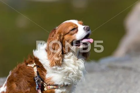 Cavalier King Charles Spaniel Stock Photos