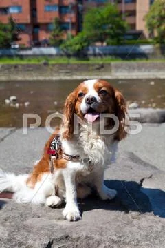Cavalier King Charles Spaniel Stock Photos