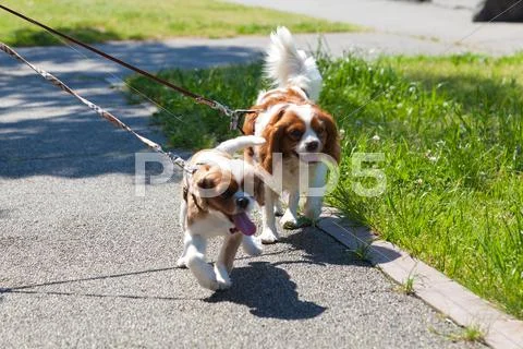 Cavalier King Charles Spaniel Stock Photos