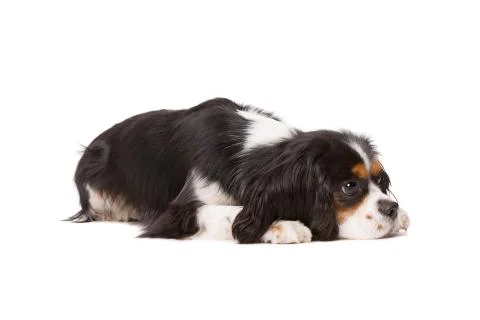 Cavalier king charles spaniel Stock Photos