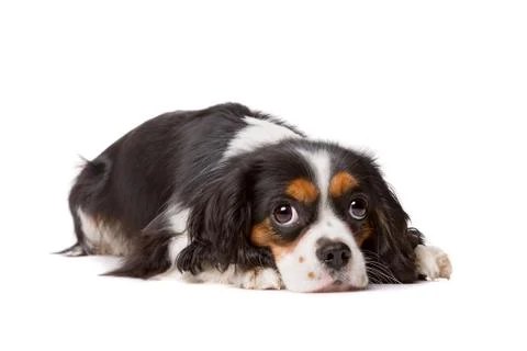 Cavalier king charles spaniel Stock Photos