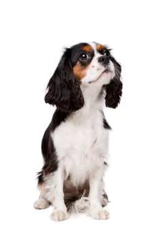 Cavalier king charles spaniel Stock Photos