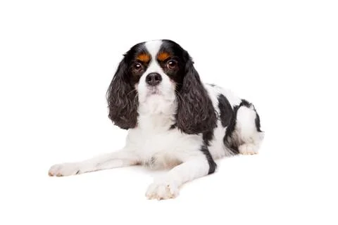 Cavalier king charles spaniel Stock Photos