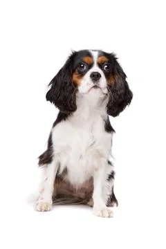 Cavalier king charles spaniel Stock Photos