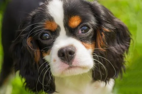 Cavalier King Charles Spaniel Stock Photos