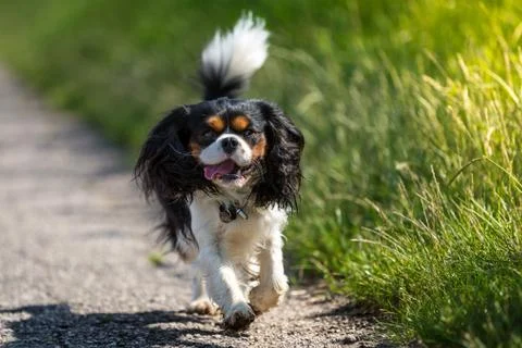 A Cavalier King Charles Spaniel Stock Photos