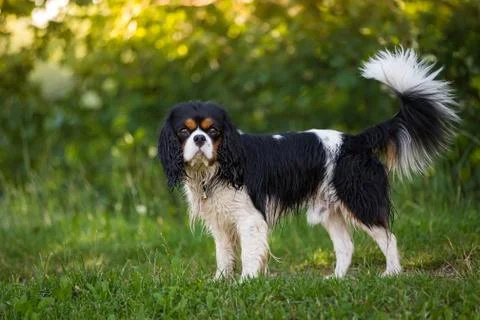 Cavalier King Charles Spaniel Stock Photos