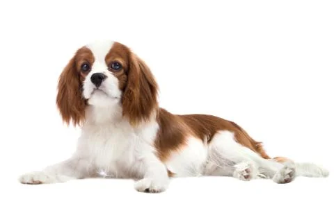 Cavalier King Charles Spaniel Stock Photos
