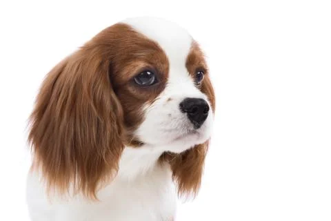 Cavalier King Charles Spaniel Stock Photos