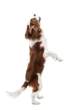 Cavalier King Charles Spaniel Stock Photos