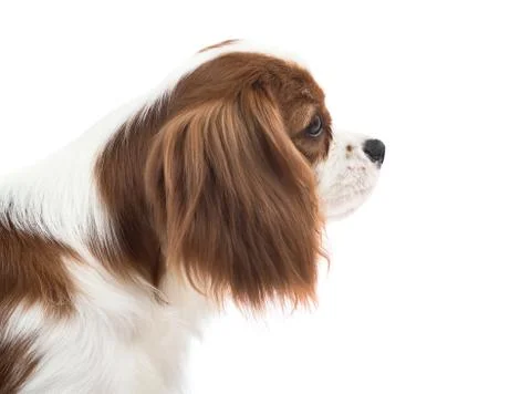 Cavalier King Charles Spaniel Stock Photos