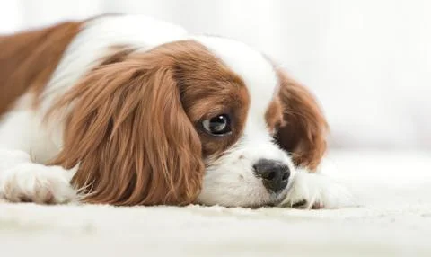 Cavalier King Charles Spaniel Stock Photos