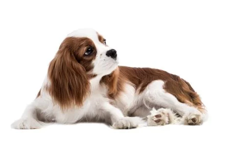 Cavalier King Charles Spaniel Stock Photos