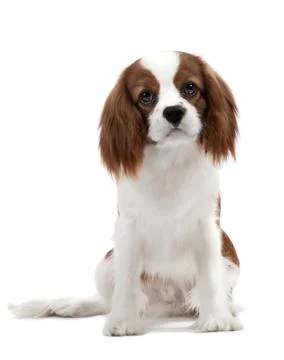 Cavalier King Charles Spaniel Stock-Fotos
