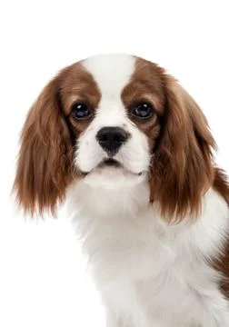 Cavalier King Charles Spaniel Stock Photos