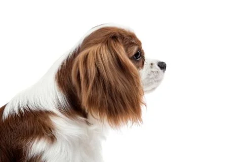 Cavalier King Charles Spaniel Stock Photos