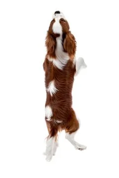 Cavalier King Charles Spaniel Stock Photos