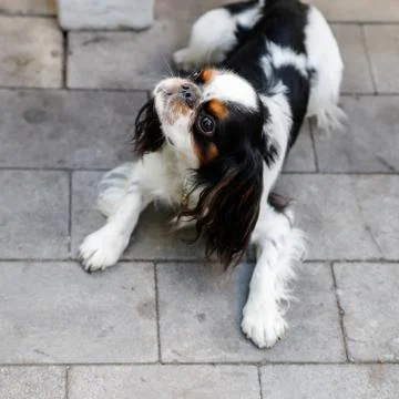 Cavalier King Charles Spaniel Stock Photos