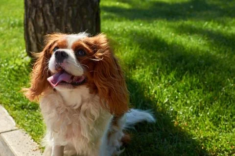 Cavalier King Charles spaniel Stock Photos