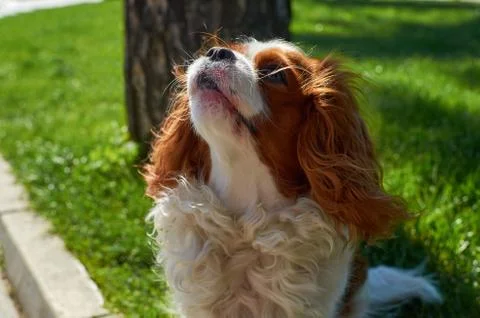 Cavalier King Charles spaniel Stock Photos
