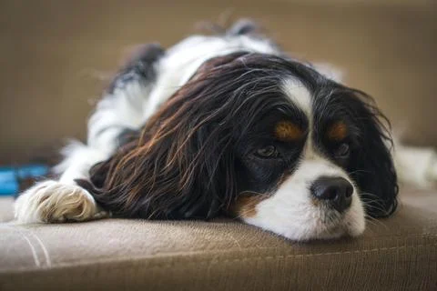 Cavalier King Charles Spaniel. Stock Photos