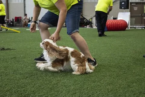 Cavalier King Charles Spaniel Stock Photos