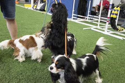 Cavalier King Charles Spaniel Stock Photos