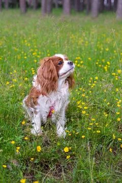 Cavalier King Charles spaniel Stock Photos