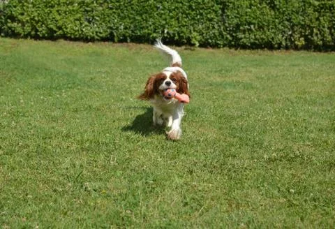 Cavalier King Charles Spaniel playing Stock Photos