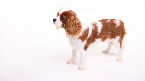 Cavalier King Charles Spaniel posing in front of camera on white background Video stock 82413921