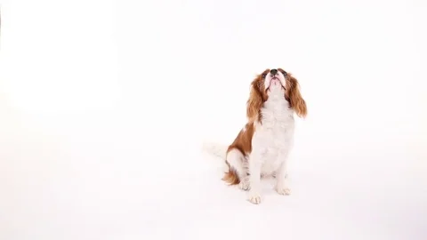Cavalier King Charles Spaniel posing in front of camera on white background Stock Footage 82413938