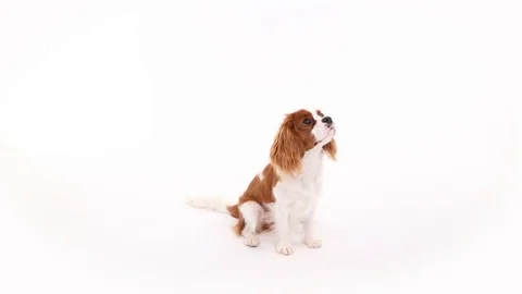 Cavalier King Charles Spaniel posing in front of camera on white background Stock-Footage 82413939