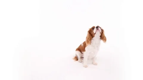 Cavalier King Charles Spaniel posing in front of camera on white background Stock Footage 82413991