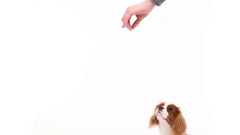 Cavalier King Charles Spaniel posing in front of camera on white background Stock Footage 82413997