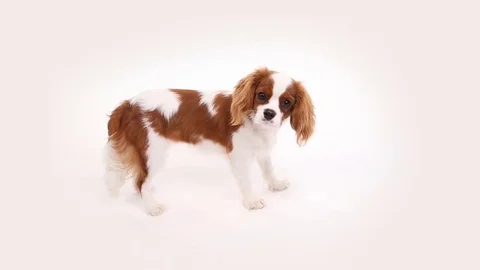 Cavalier King Charles Spaniel posing in front of camera on white background Stock Footage 82414035