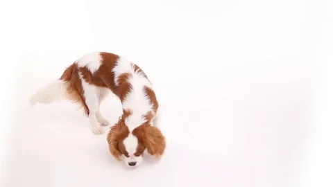Cavalier King Charles Spaniel posing in front of camera on white background Stock Footage 82414075